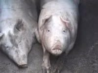 Säue, Schweine — Foto 2