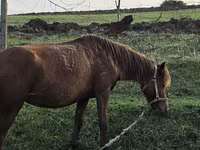 فرس, Azerbaijan horse — الصورة 2