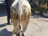 Toro, Ukrainian grey cattle — foto 1