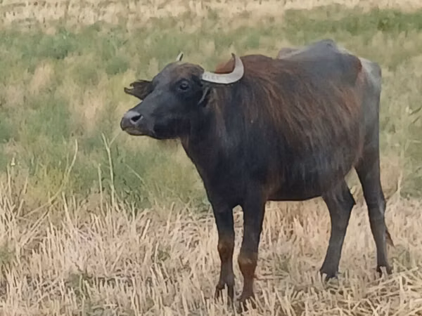 Cow, African Buffalo