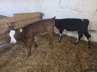 母牛, Cattle — 照片 4