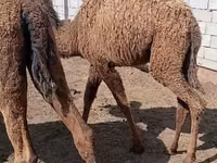 Camels (batch, sex not specified), Kazakh Bactrian camel — photo 7