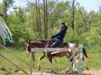 Farasi dume, Pinto horses — picha 4