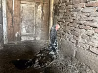 Chickens — الصورة 5