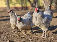 Araucana — Foto 1