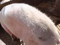 Pigs (batch, sex not specified) — photo 2