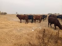 Bulle, Swiss cattle — Foto 4