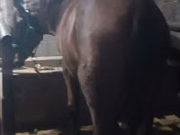 Farasi jike, Budyonny horse — picha 4