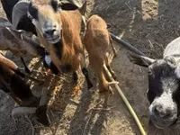 भेड़ें (लॉट, लिंग निर्दिष्ट नहीं), Cameroon sheep — फ़ोटो 4