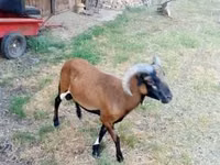 मेढ़ा, Cameroon sheep — फ़ोटो 2