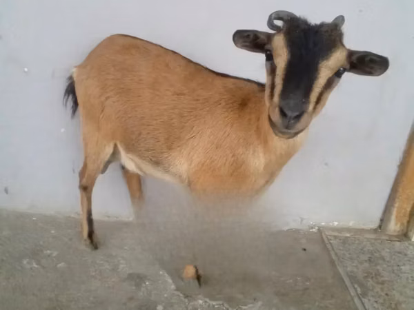 عنزة, الماعز