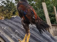 Guinea fowl — الصورة 1