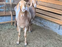 Schaf, Arashan sheep — Foto 2