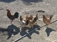 Chickens — 照片 1