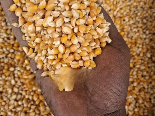 Mahindi Ya Njano Ya Bisi (Pop Corns)
