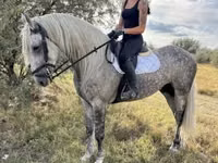 Farasi dume, Andalusian horse — picha 4