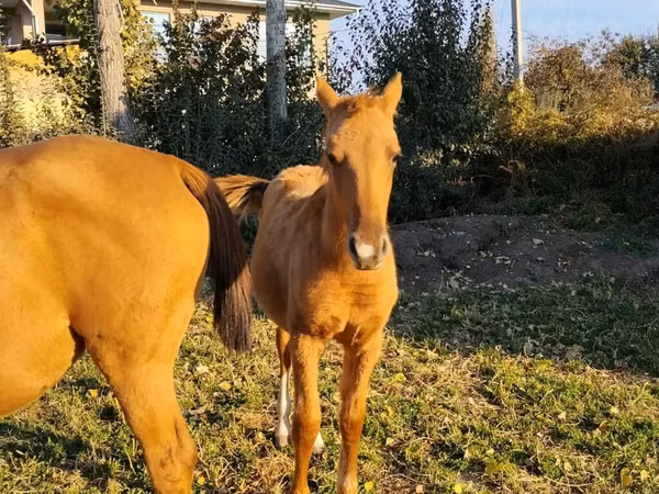 Farasi (kikundi, jinsia haijatajwa), Thoroughbred horse