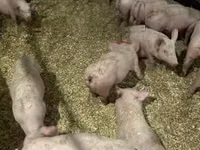 Pigs (batch, sex not specified) — photo 4