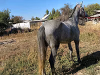 Caballo, Caballos — foto 2