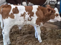Bulle, Simmental cattle — Foto 3