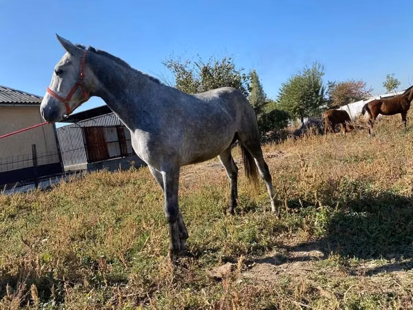 Caballo, Friesian sport horse