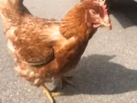 Chickens — Foto 2