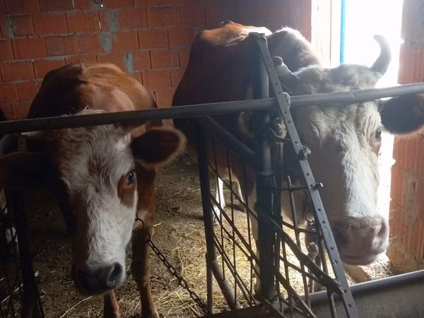 Cow, Simmental cattle