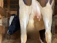 Vaca, Raza Holstein — foto 4