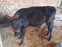 Ng'ombe jike, Red Estonian cattle — picha 3