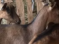 نعجة, Alpines Steinschaf sheep — الصورة 2