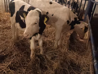 Ng'ombe dume, Russian Black pied cattle — picha 2