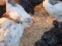 Chickens — फ़ोटो 4