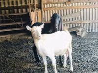 Ziegenbock, Kamori goats — Foto 1