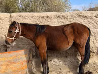 母马, Kyrgyz Horse — 照片 2