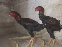 澳大利亚坑斗鸡 — 照片 4