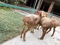 Schaf, Arashan sheep — Foto 4