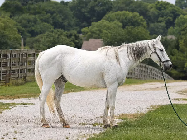 Farasi dume, National Show Horse