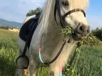 Caballo, Shetland Pony — foto 3