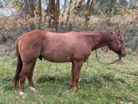 حصان, Quarter Horse — الصورة 1