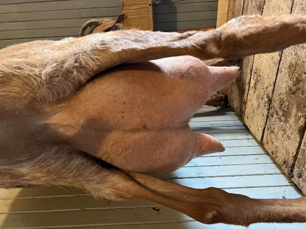 عنزة, Saanen goat