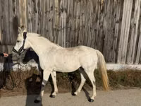 Mare, Shagya — photo 4
