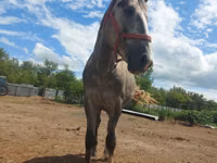 Caballo, Altai horse — foto 4