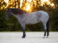 公马, Percheron — 照片 2