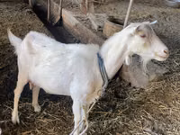 Mbuzi jike, Dutch Landrace goats — picha 5