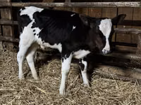 Ng'ombe dume, Russian Black pied cattle — picha 4
