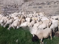 Mbuzi (kikundi, jinsia haijatajwa), Mbuzi — picha 2
