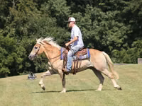 Farasi dume, Haflinger — picha 4