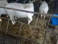 Dume la kondoo, Dorper sheep — picha 1