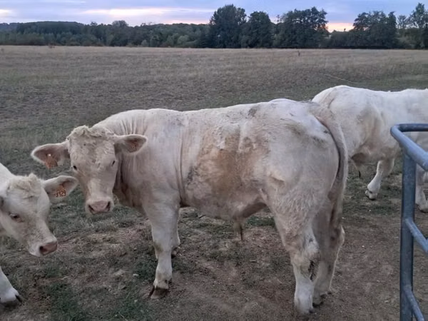 Toro, Charolais cattle