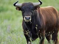 Ng'ombe jike, Russian Black pied cattle — picha 7